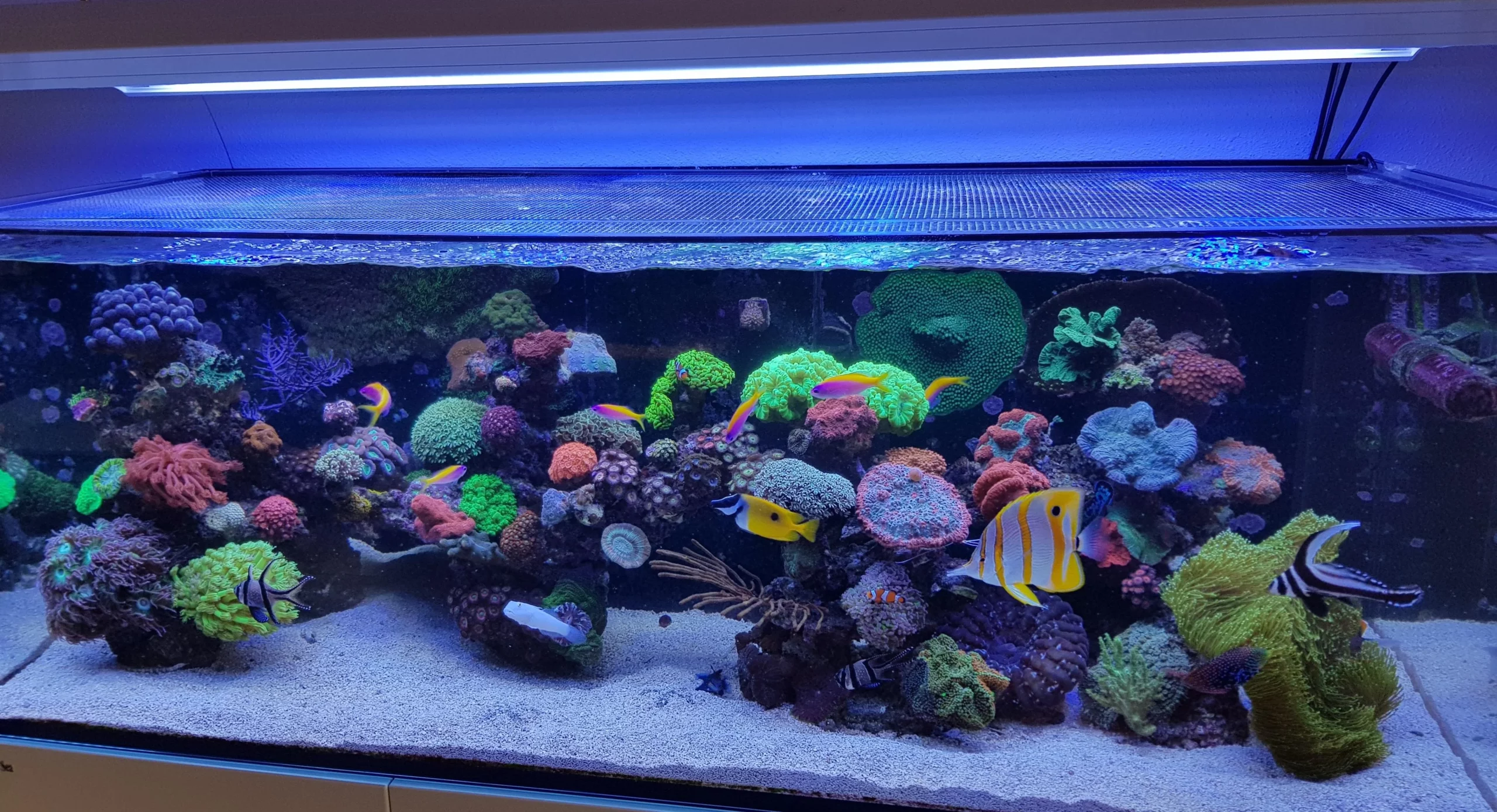 EXO TERRA Sales Shop -EXO TERRA Sales Shop 5zger742w6n01 scaled