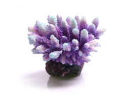 Acropora Purple/Aqua