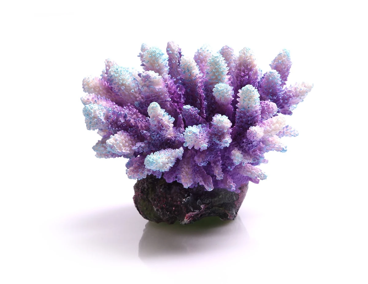 Acropora Purple/Aqua 1 Acropora Purple/Aqua