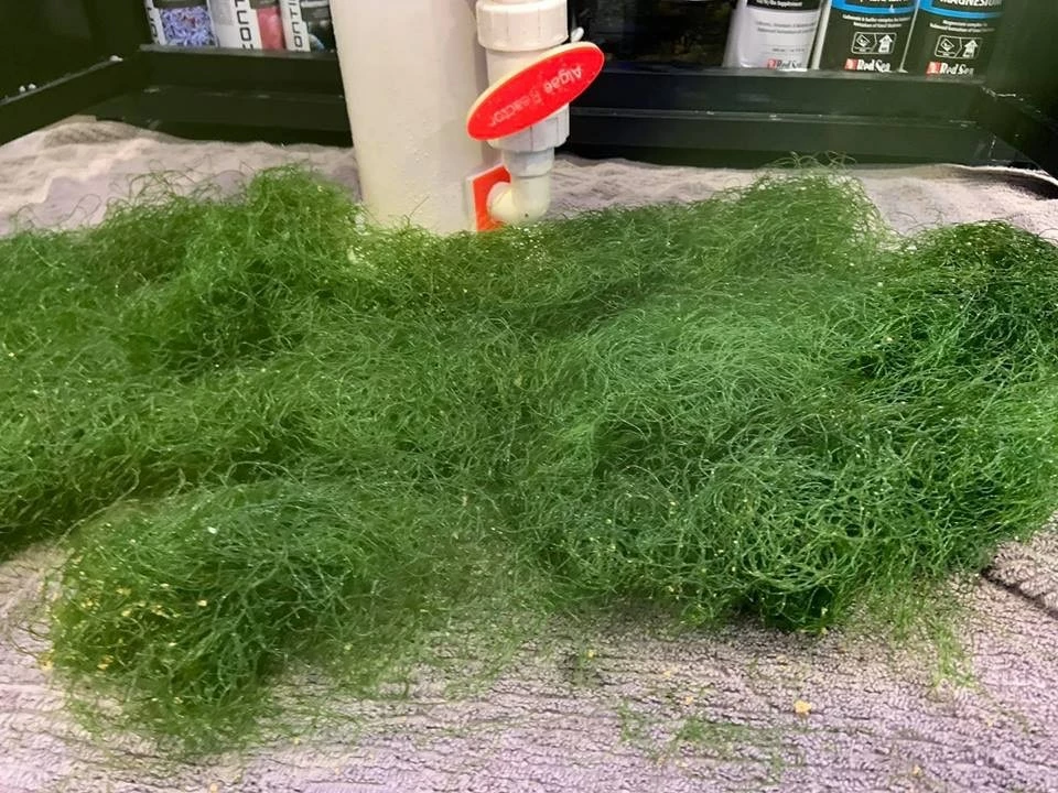 Pacific Sun Algae Reactor AR-PRO Small 9 Pacific Sun Algae Reactor AR-PRO Small - Image 9