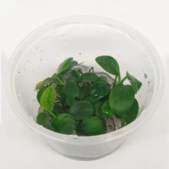 Tissue Culture - Anubias Barteri Nana ‘Petite’