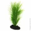 Betta Green Fern On Rock