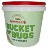 MiniBeasts Bulk Cricket Bucket Small