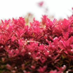 Chihiros B Series 90cm LED Non-Bluetooth Light -EXO TERRA Sales Shop chihiros b series led lighting system chihiros aquatic studio 7