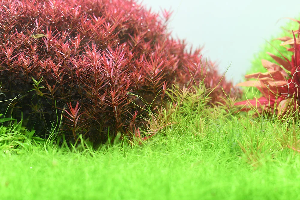 Aquario NEO Solution 1 2 Aquario NEO Solution 1 - Image 2