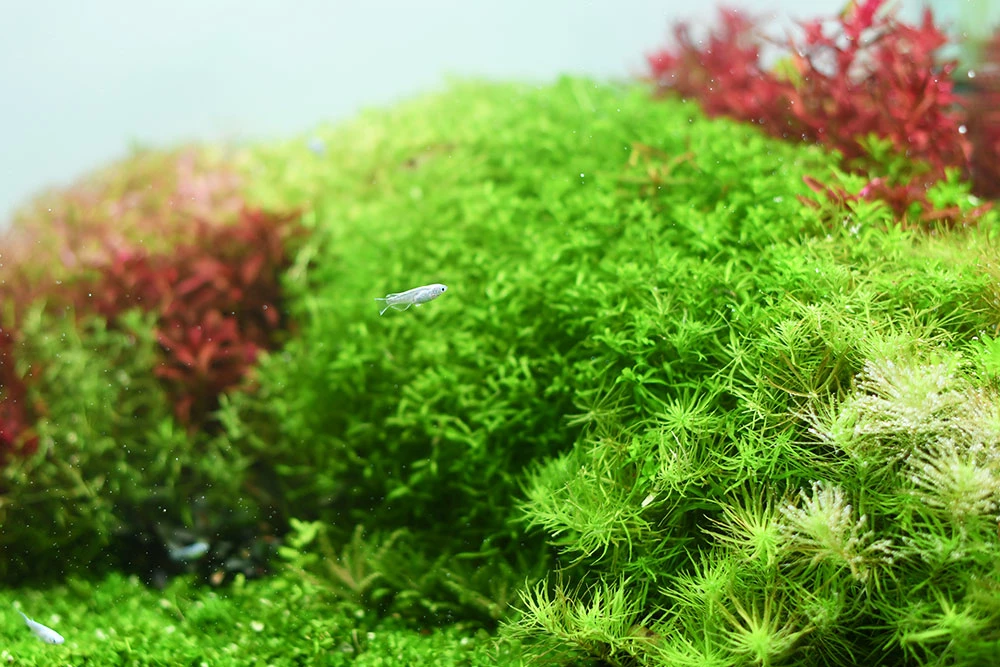 Aquario NEO Solution 1 3 Aquario NEO Solution 1 - Image 3