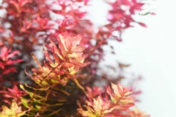 Aquario NEO Solution 1 7 Aquario NEO Solution 1 -EXO TERRA Sales Shop csp003