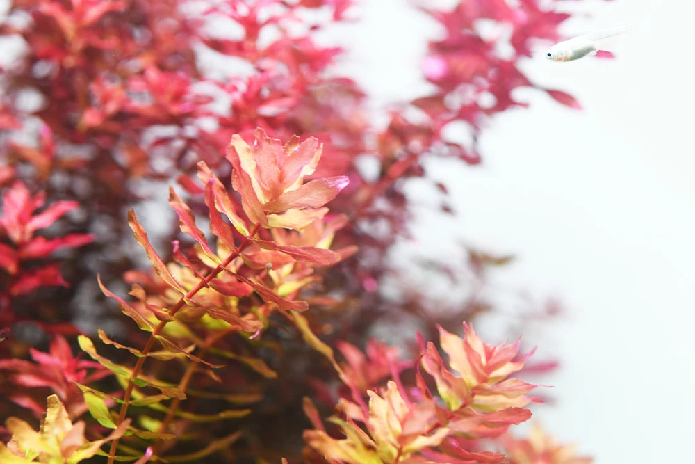 Aquario NEO Solution 1 4 Aquario NEO Solution 1 - Image 4