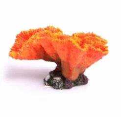 Euphyllia Orange