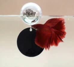 Zoo Med Floating Betta Exercise Mirror -EXO TERRA Sales Shop fighter
