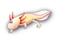 Fish Fuel Co Axolotl Food 110g -EXO TERRA Sales Shop fishfuelcoaxolotl