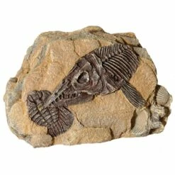 Reptile One Ornament Fossil Ichthyosaur Rock