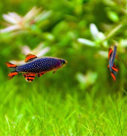 EXO TERRA Sales Shop -EXO TERRA Sales Shop freshwater