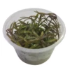 Tissue Culture - Hygrophila Lancea 'Araguaia'