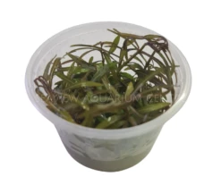 Tissue Culture - Hygrophila Lancea 'Araguaia'