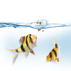 Juwel Easy Feed Automatic Feeder -EXO TERRA Sales Shop juwelaquariumeasyfeed