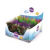 Kazoo Mini Plants Assorted