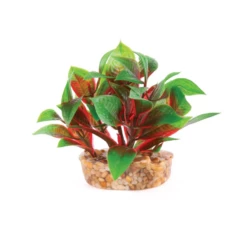 Kazoo Mini Plants Assorted -EXO TERRA Sales Shop kazoominiplantsassortedred