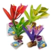 Kazoo Mini Silk Plants Funnel Leaf Assorted