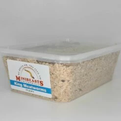 Minibeasts King Mealworms 50g