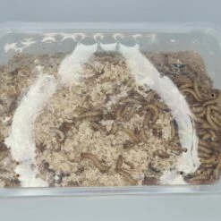 Minibeasts Mealworms 100g -EXO TERRA Sales Shop mealworms1003