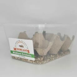 Minibeasts Crickets Medium