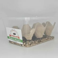 Minibeasts Woodies Medium