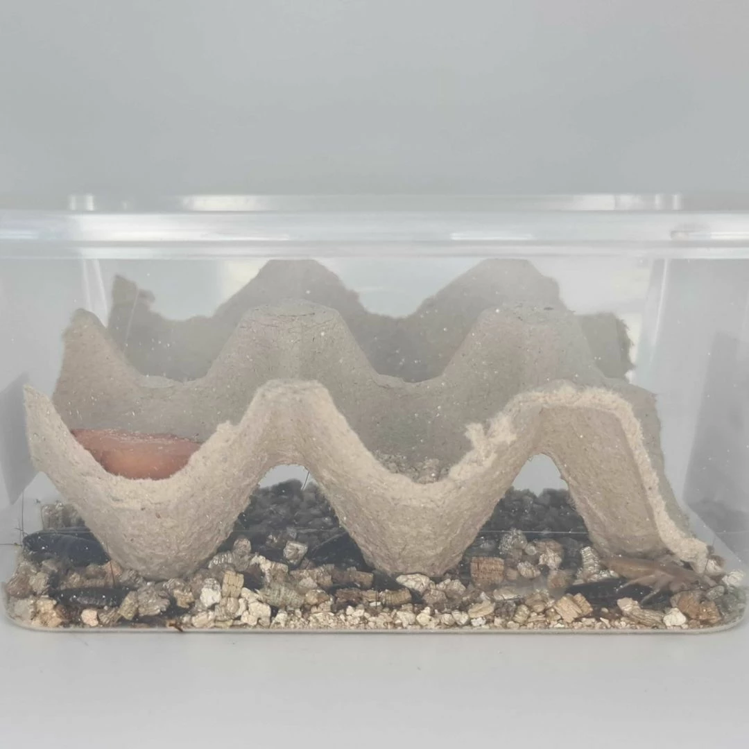 Minibeasts Woodies Medium 2 Minibeasts Woodies Medium - Image 2