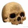 Exo Terra Primate Skull Large