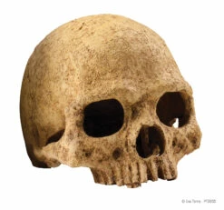Exo Terra Primate Skull Large