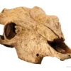 Exo Terra Buffalo Skull Medium