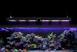 Reef Factory Reef Flare Pro Large -EXO TERRA Sales Shop reeffactoryreefflareprolight