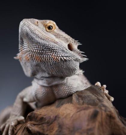 EXO TERRA Sales Shop -EXO TERRA Sales Shop reptile