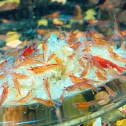 Snow By K.C. Aquarium Enterprises 75g -EXO TERRA Sales Shop shrimpandsnow